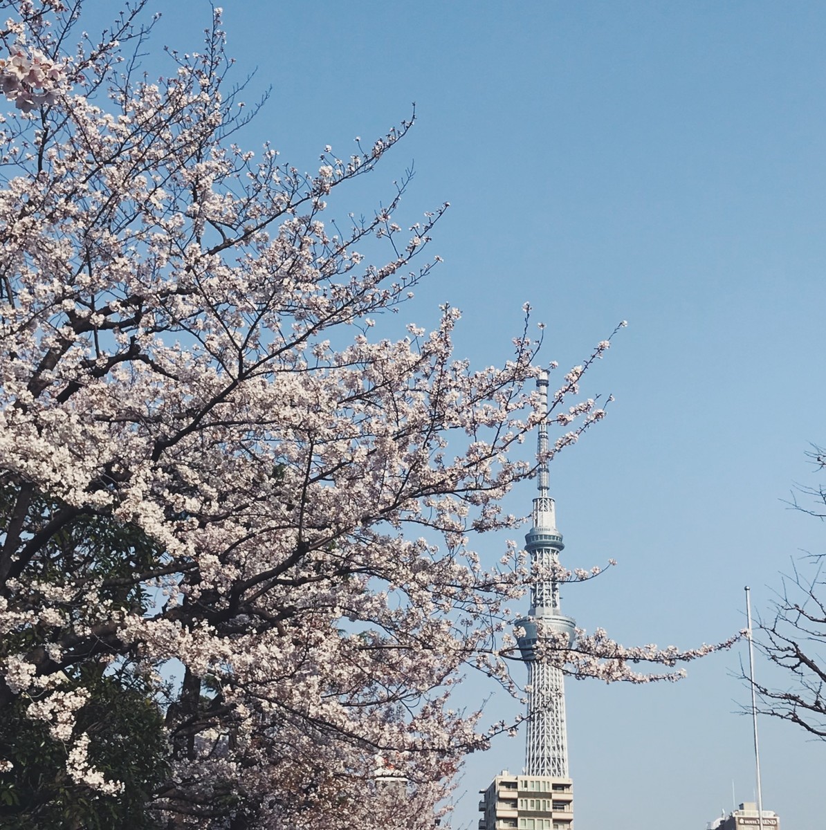 f:id:asacafe:20190417012046j:plain f:id:asacafe:20190417012046j:plain