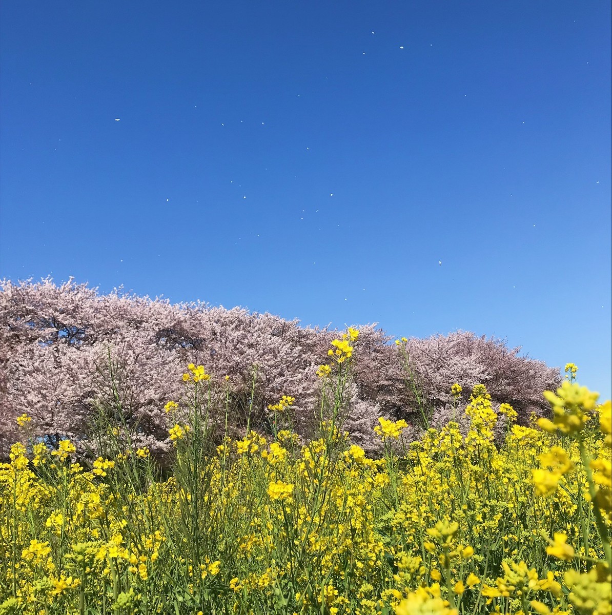 f:id:asacafe:20190417145617j:plain f:id:asacafe:20190417145617j:plain