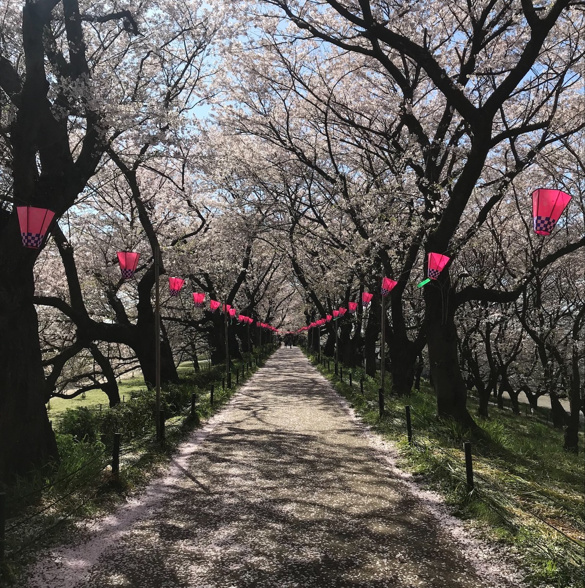 f:id:asacafe:20190417145649j:plain f:id:asacafe:20190417145649j:plain
