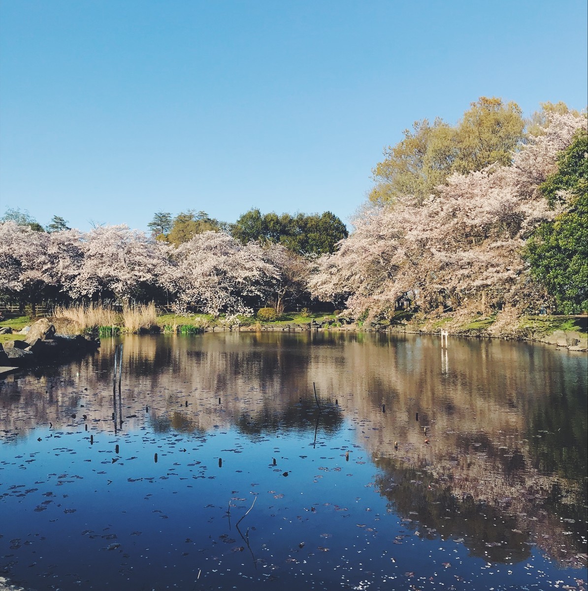f:id:asacafe:20190417150604j:plain f:id:asacafe:20190417150604j:plain
