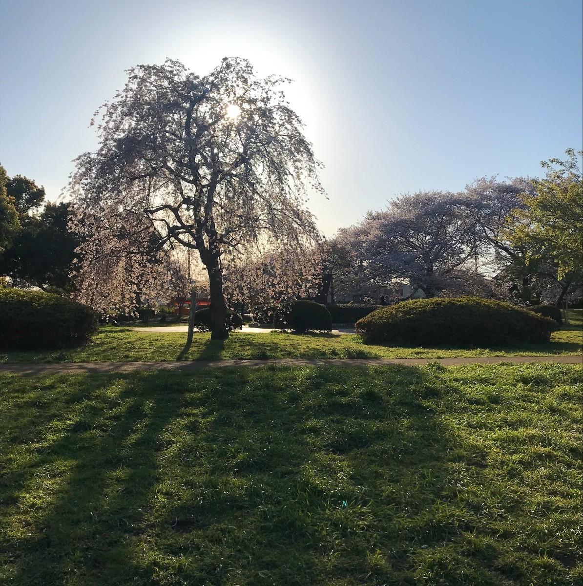 f:id:asacafe:20190417150717j:plain f:id:asacafe:20190417150717j:plain