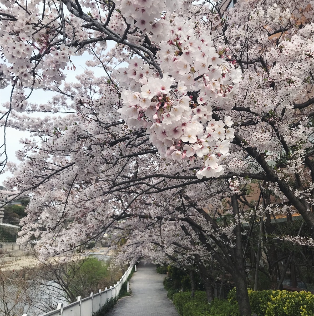 f:id:asacafe:20190417151352j:plain f:id:asacafe:20190417151352j:plain