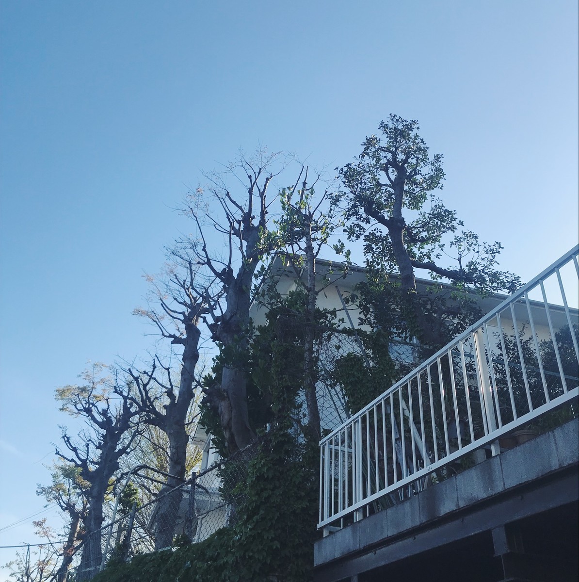 f:id:asacafe:20190417155513j:plain f:id:asacafe:20190417155513j:plain