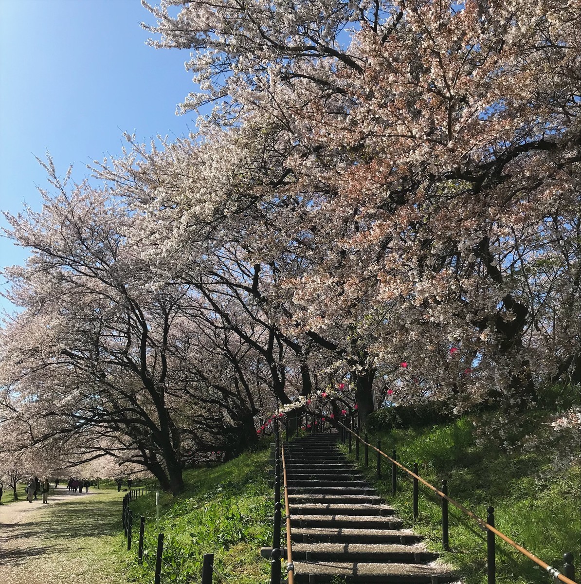f:id:asacafe:20190419024211j:plain f:id:asacafe:20190419024211j:plain