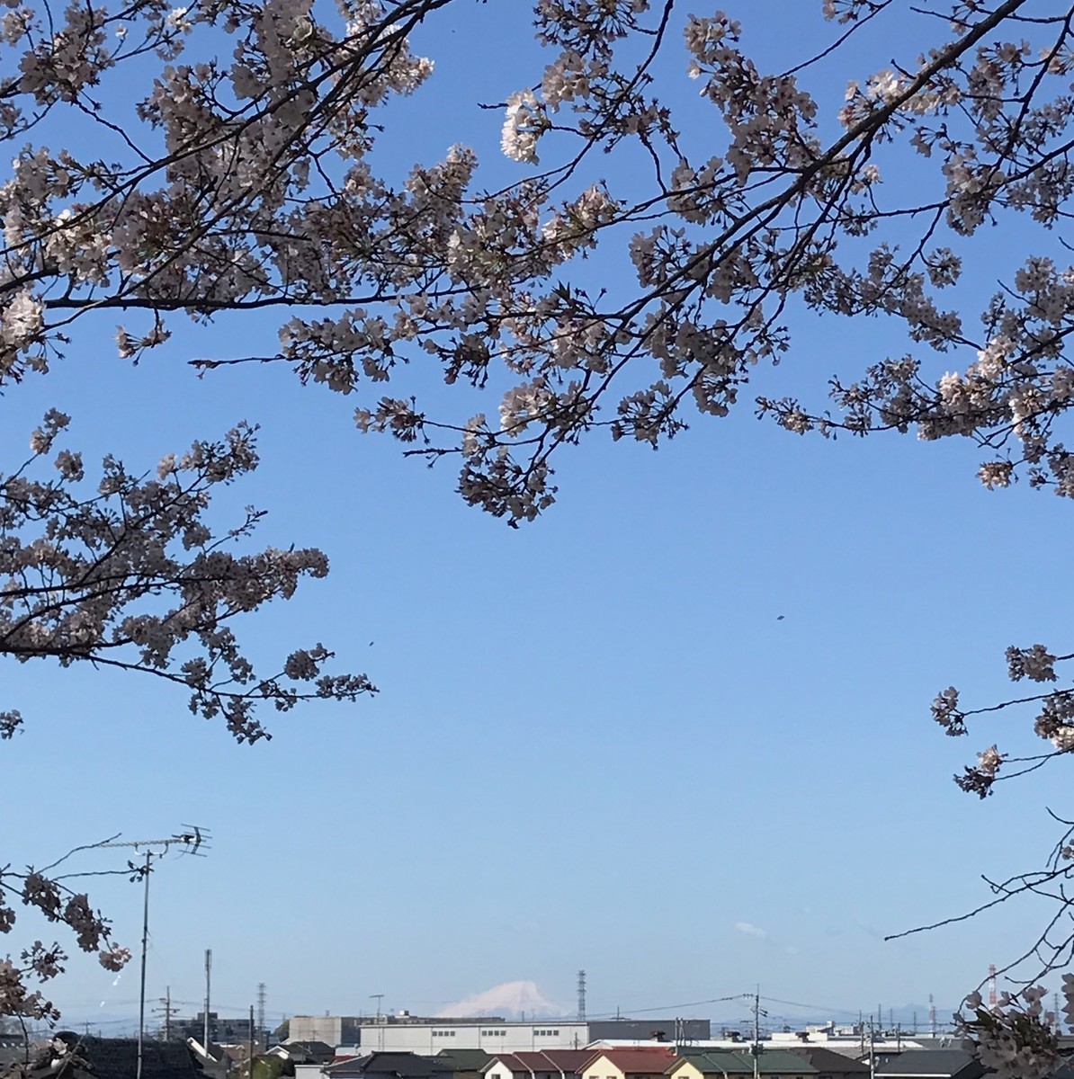 f:id:asacafe:20190419024632j:plain f:id:asacafe:20190419024632j:plain