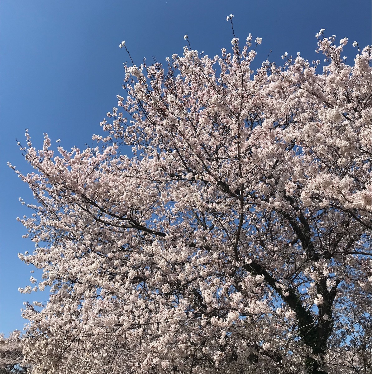 f:id:asacafe:20190419122208j:plain f:id:asacafe:20190419122208j:plain