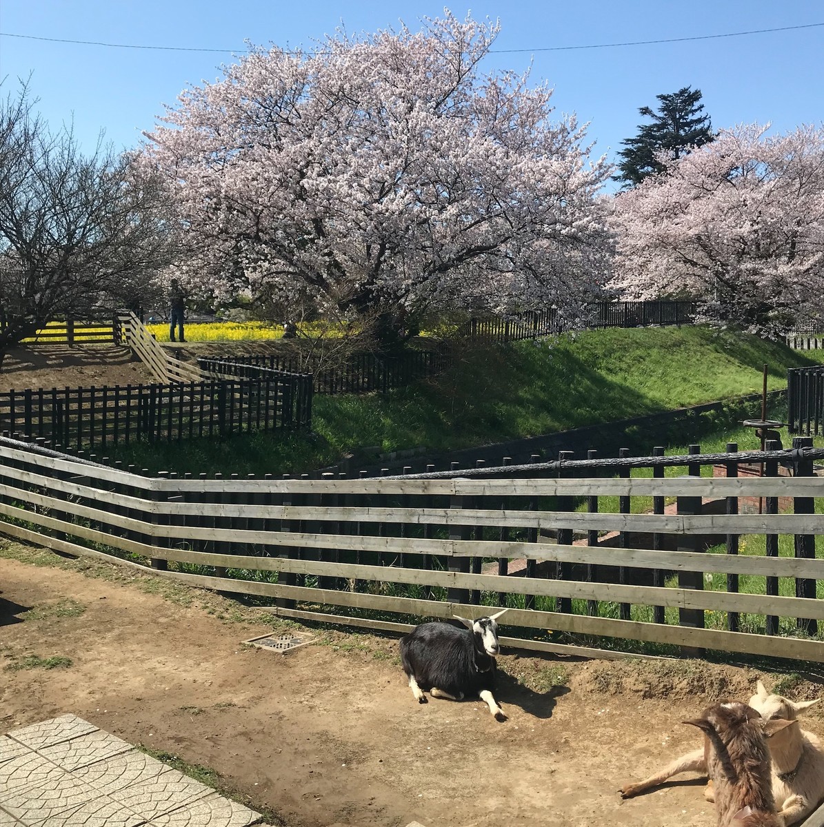f:id:asacafe:20190419122259j:plain f:id:asacafe:20190419122259j:plain