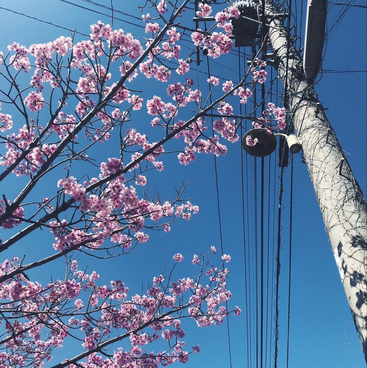 f:id:asacafe:20190419185645j:plain f:id:asacafe:20190419185645j:plain
