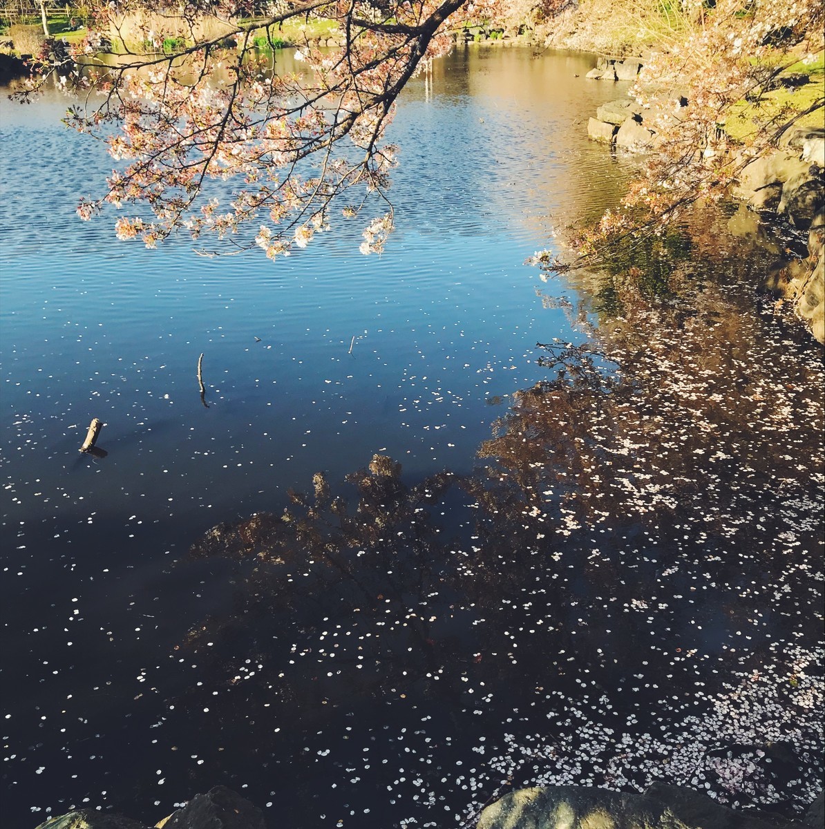 f:id:asacafe:20190420115224j:plain f:id:asacafe:20190420115224j:plain