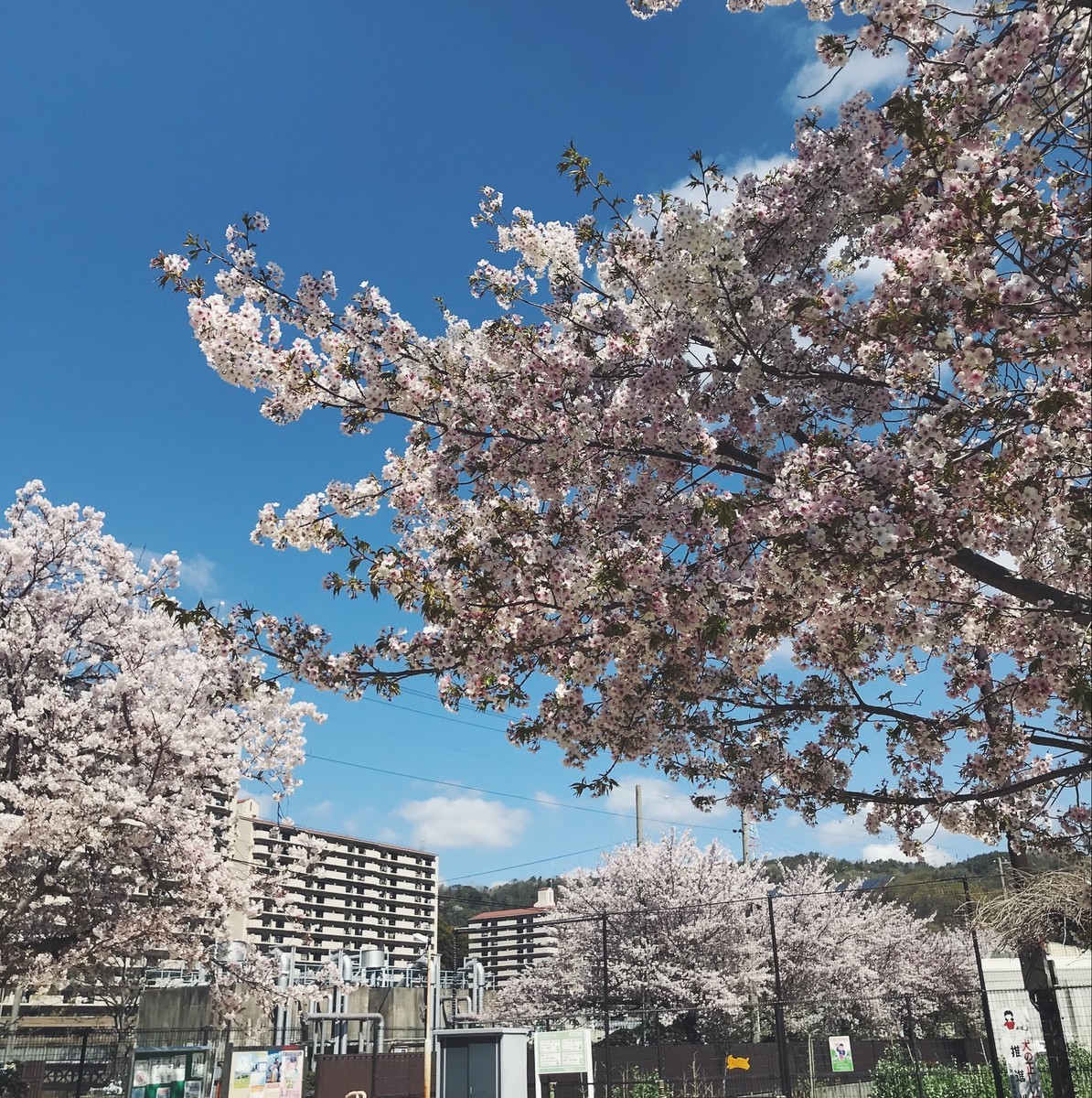 f:id:asacafe:20190420181639j:plain f:id:asacafe:20190420181639j:plain