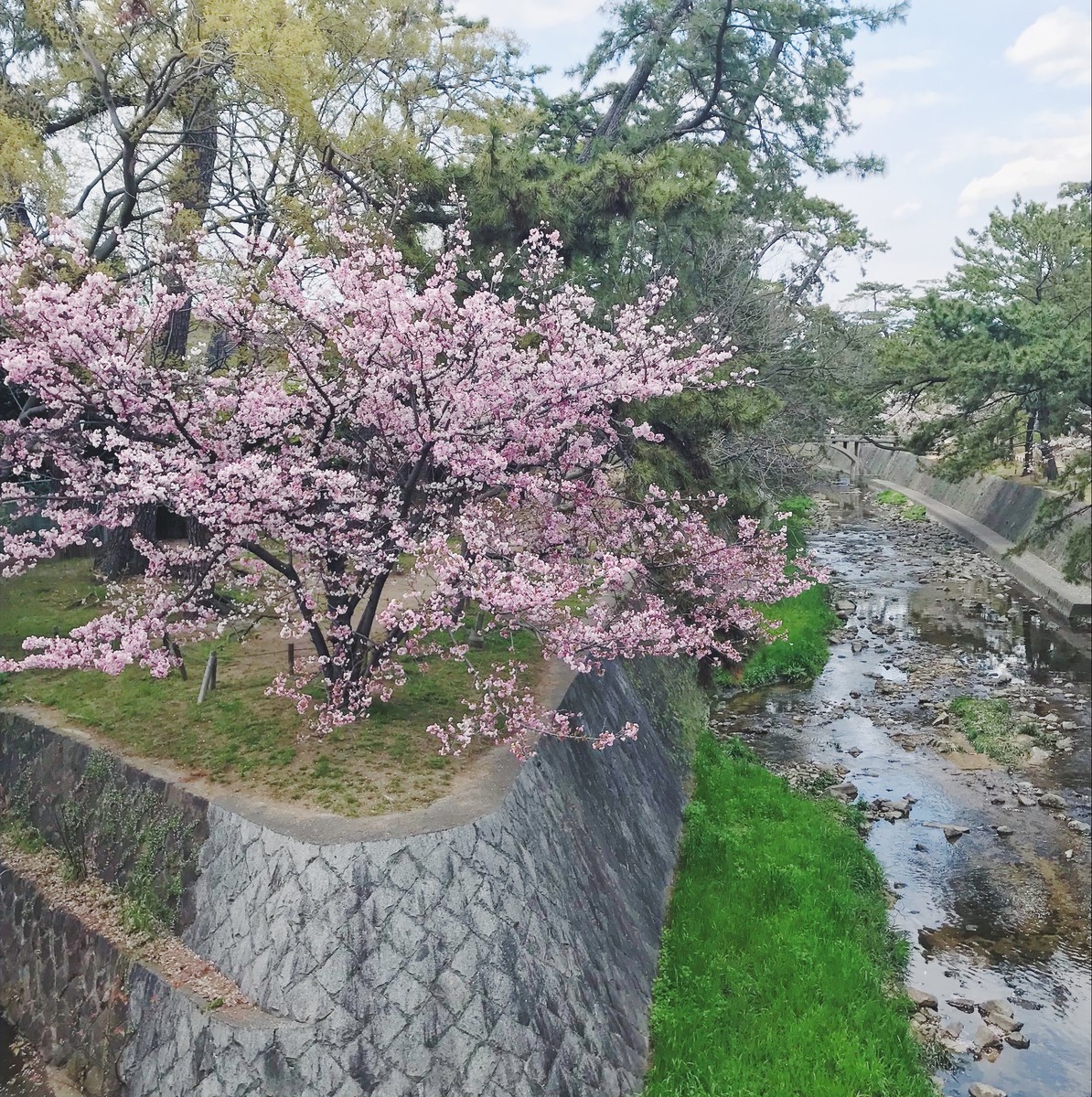 f:id:asacafe:20190420183619j:plain f:id:asacafe:20190420183619j:plain