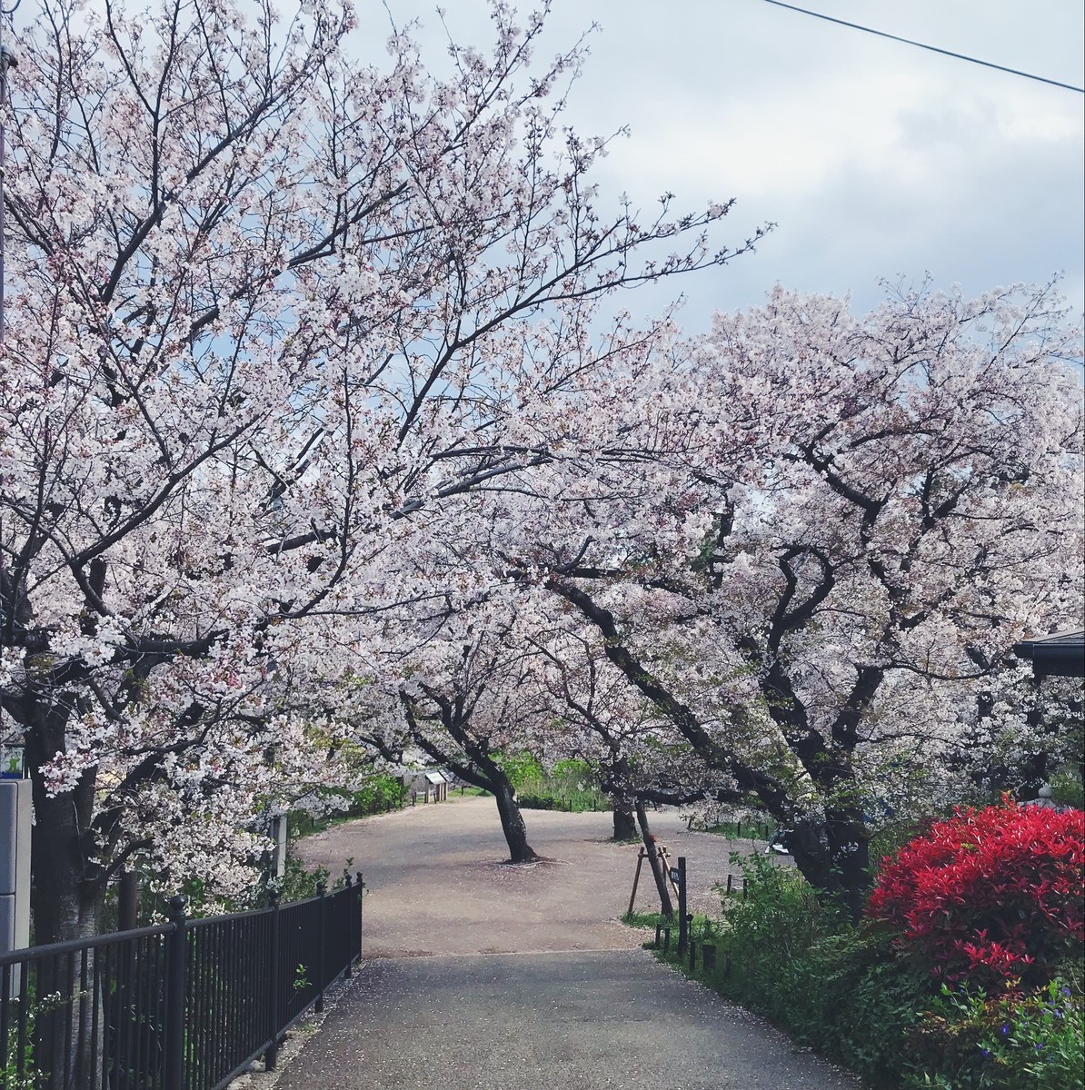 f:id:asacafe:20190420183742j:plain f:id:asacafe:20190420183742j:plain