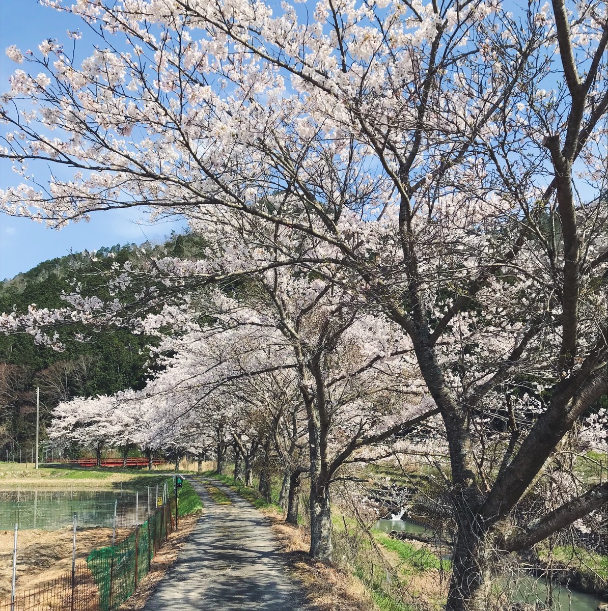 f:id:asacafe:20190424221454j:plain f:id:asacafe:20190424221454j:plain