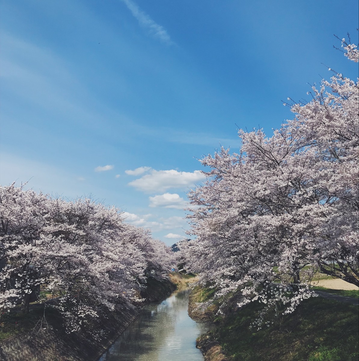 f:id:asacafe:20190424221656j:plain f:id:asacafe:20190424221656j:plain