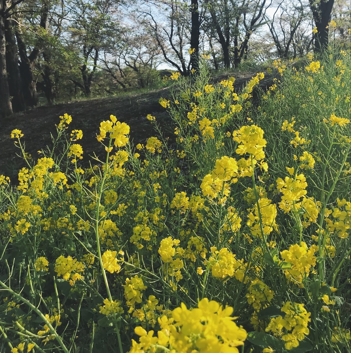 f:id:asacafe:20190425113310j:plain f:id:asacafe:20190425113310j:plain