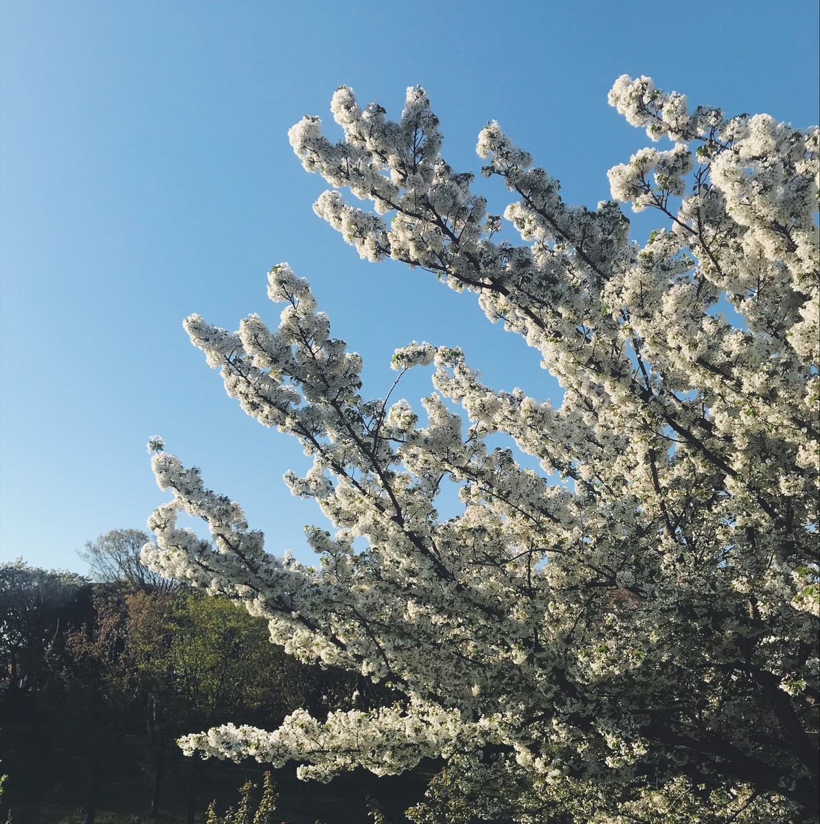 f:id:asacafe:20190425113551j:plain f:id:asacafe:20190425113551j:plain