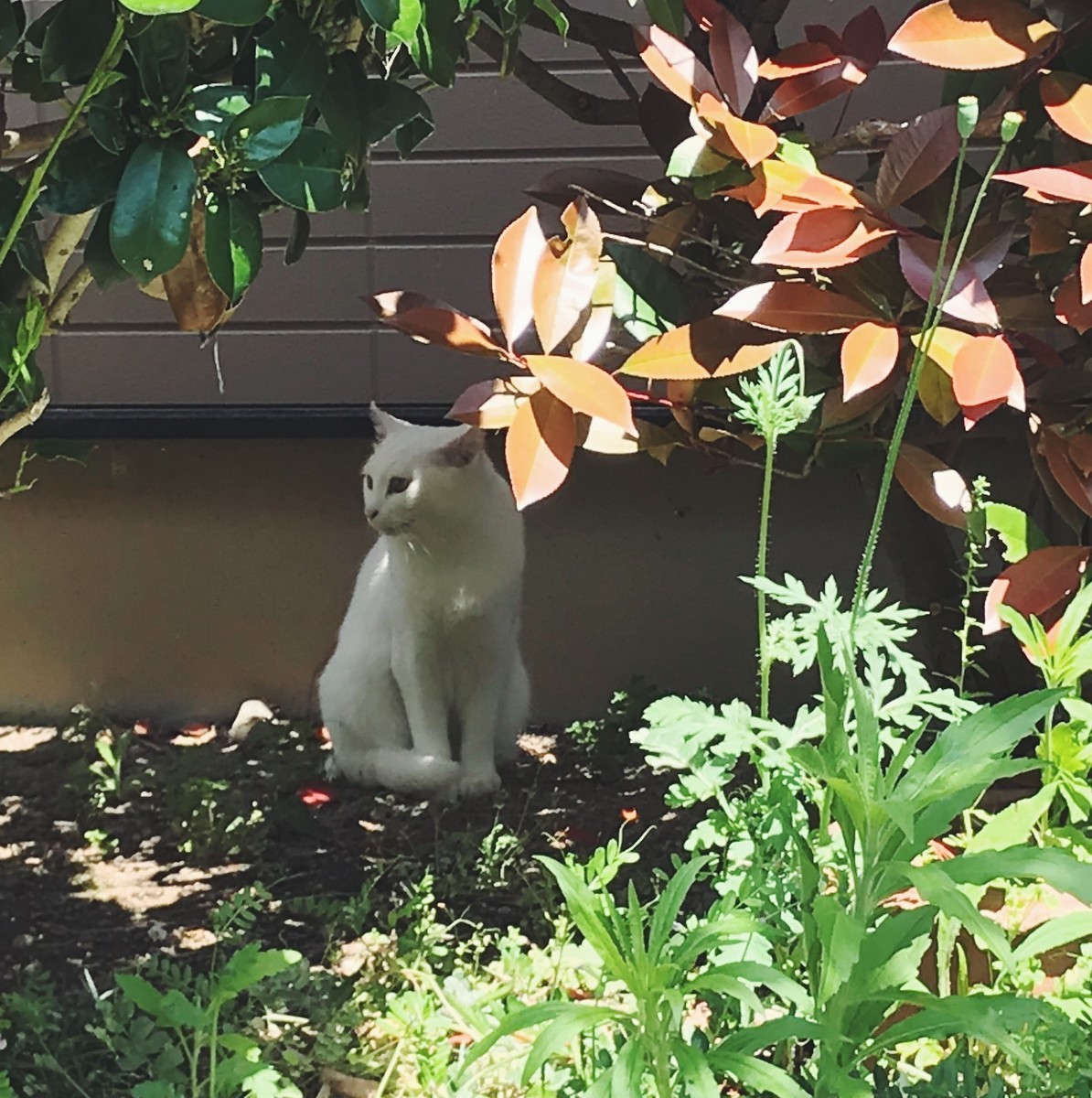 f:id:asacafe:20190427195523j:plain f:id:asacafe:20190427195523j:plain