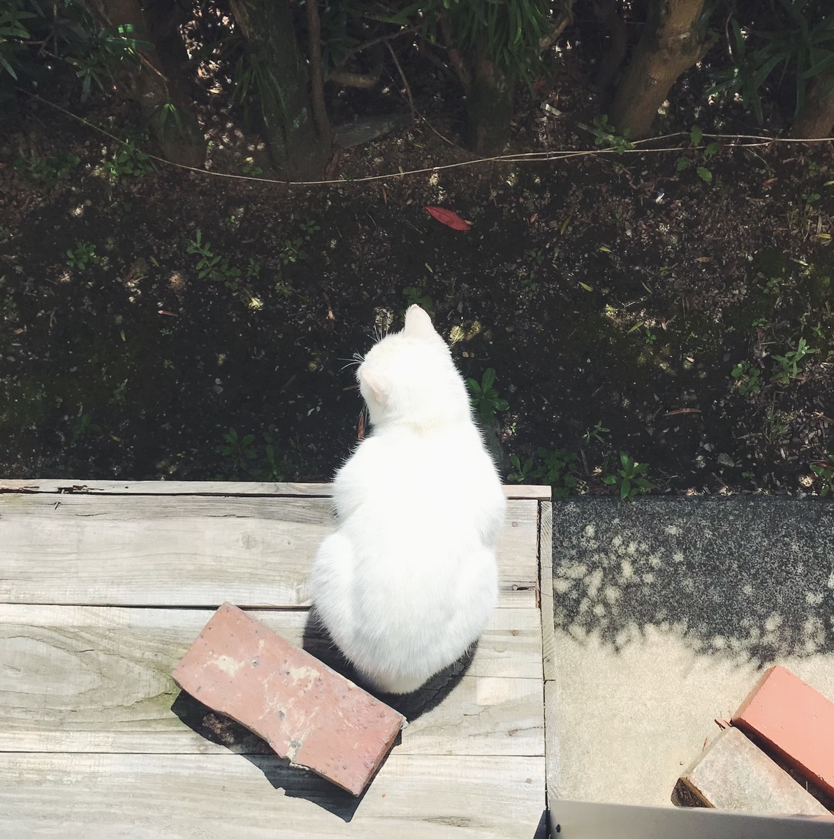 f:id:asacafe:20190427195551j:plain f:id:asacafe:20190427195551j:plain