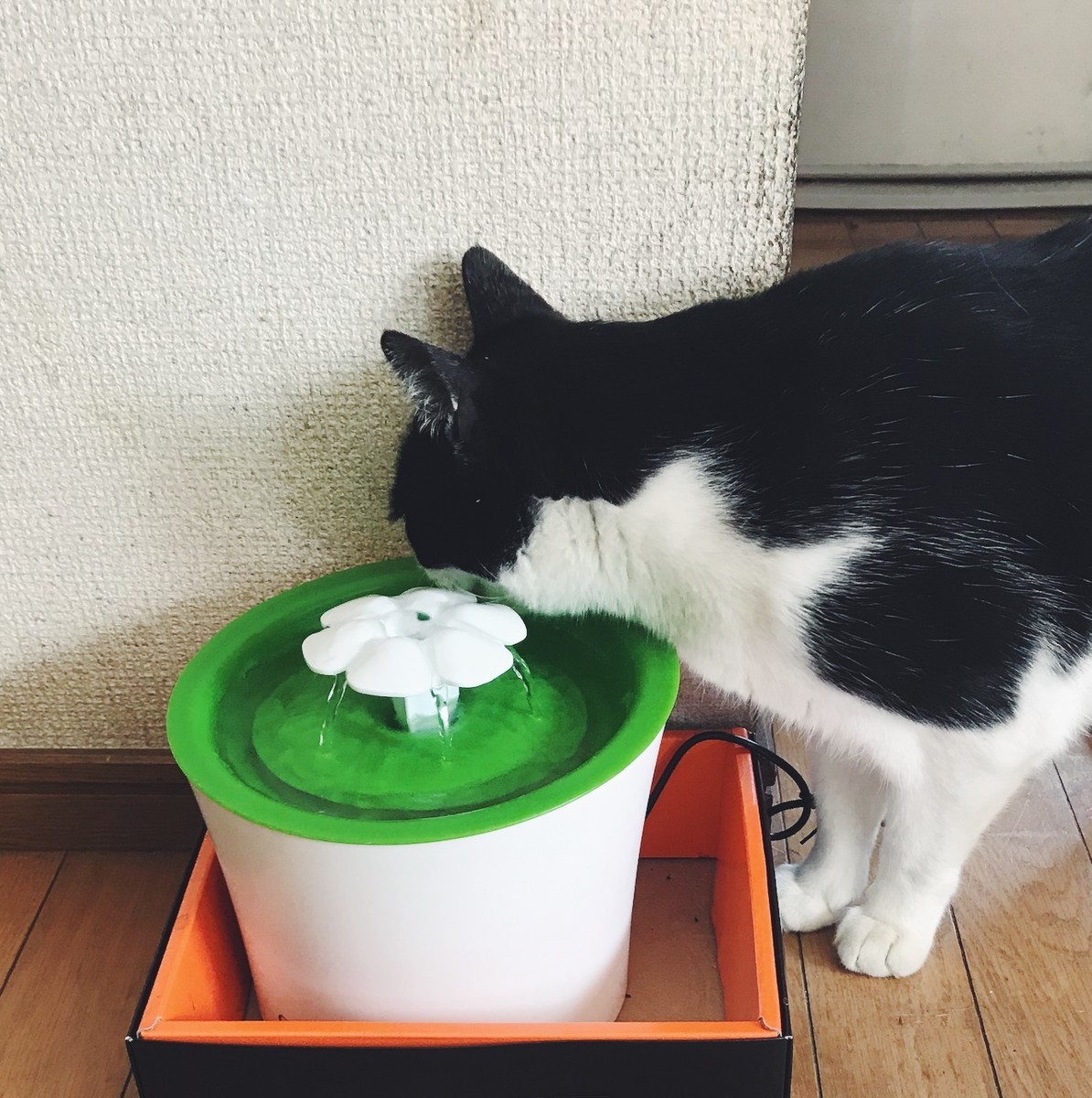 f:id:asacafe:20190427195601j:plain f:id:asacafe:20190427195601j:plain