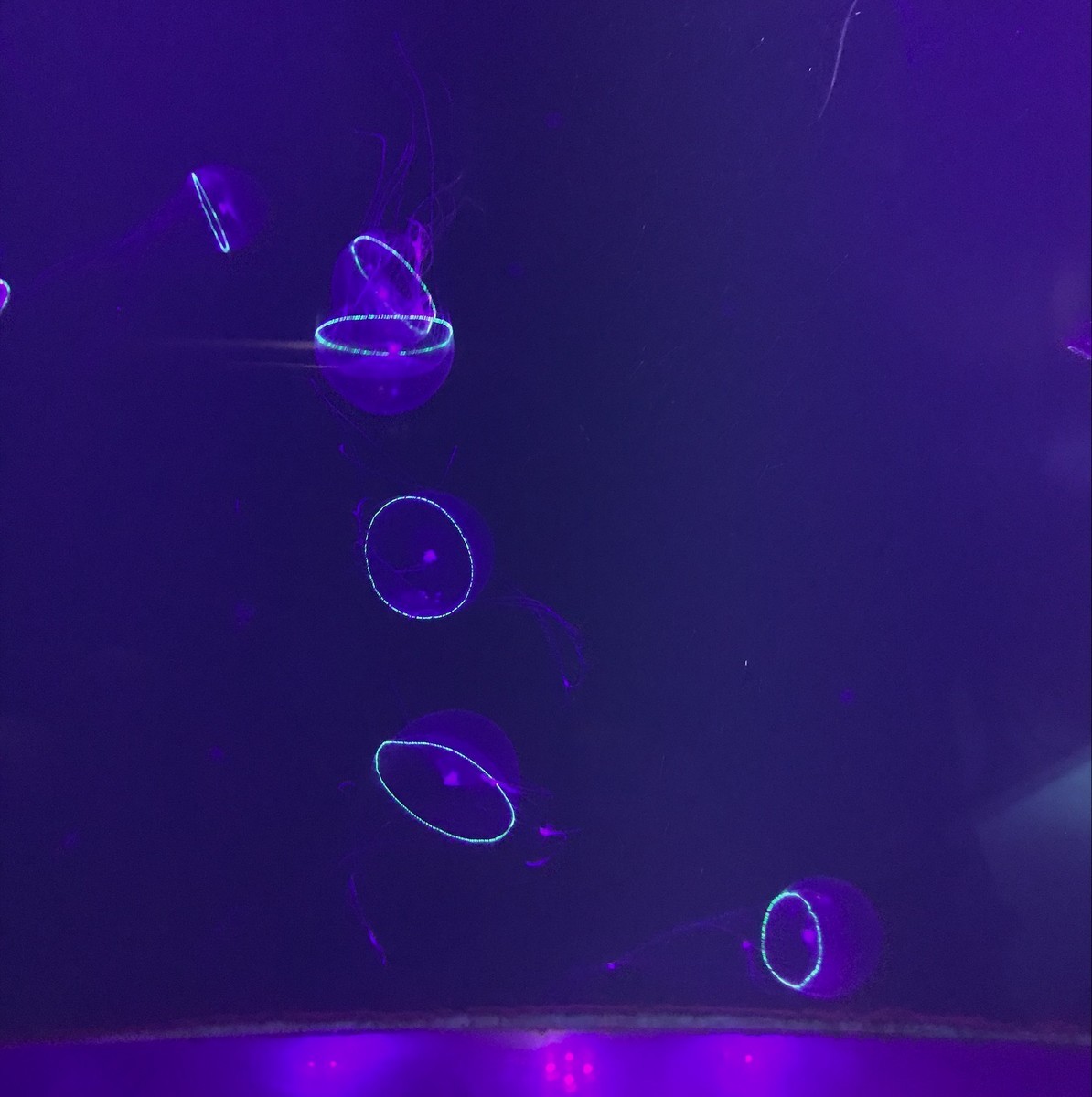 f:id:asacafe:20190512163653j:plain f:id:asacafe:20190512163653j:plain