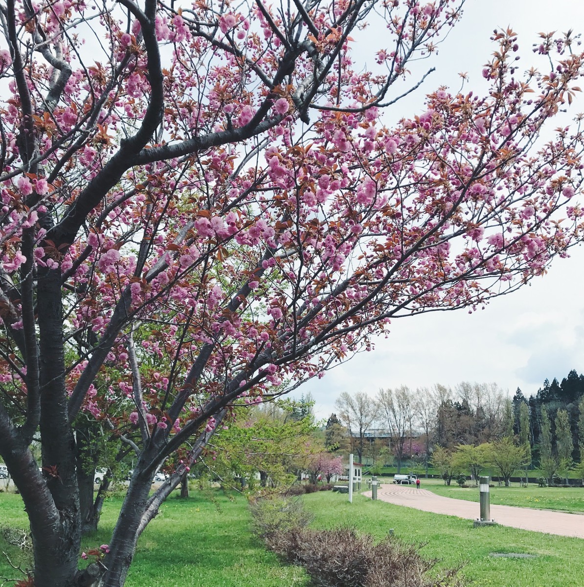 f:id:asacafe:20190515111255j:plain f:id:asacafe:20190515111255j:plain