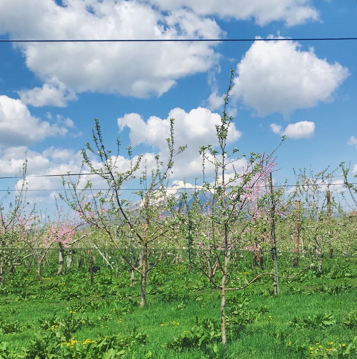 f:id:asacafe:20190518102532j:plain f:id:asacafe:20190518102532j:plain