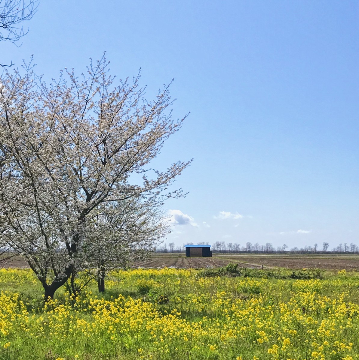 f:id:asacafe:20190520071909j:plain f:id:asacafe:20190520071909j:plain