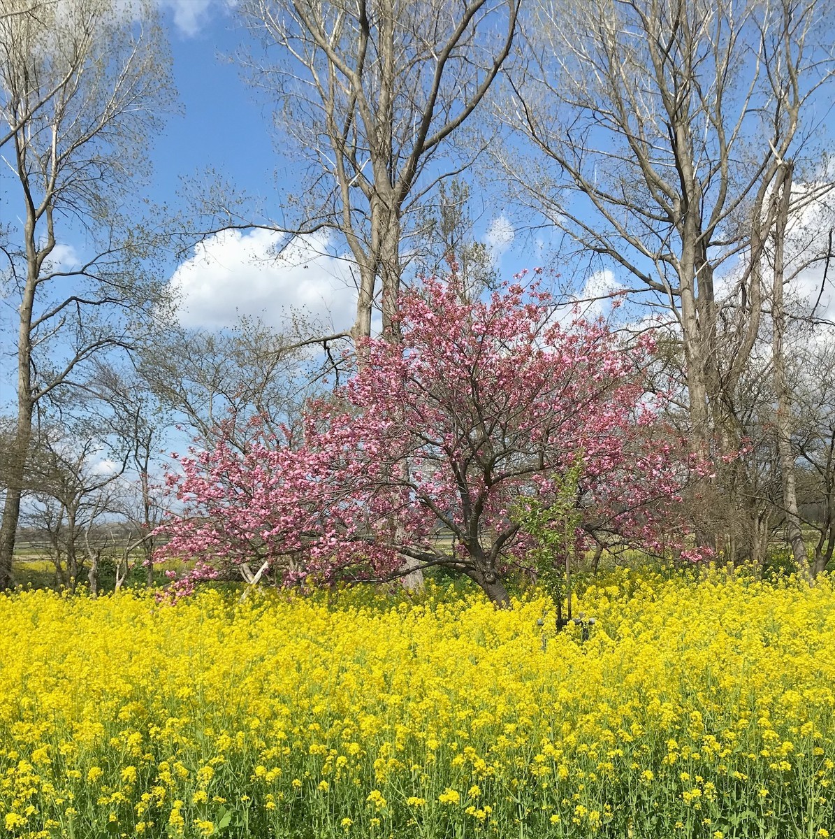 f:id:asacafe:20190520095354j:plain f:id:asacafe:20190520095354j:plain