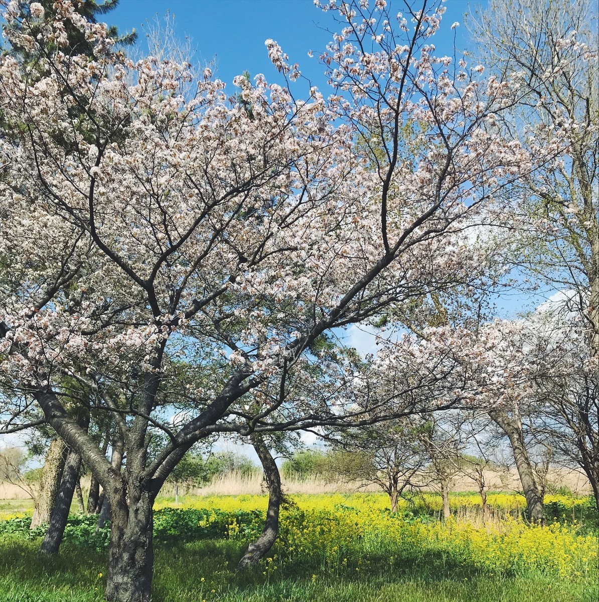f:id:asacafe:20190520095442j:plain f:id:asacafe:20190520095442j:plain