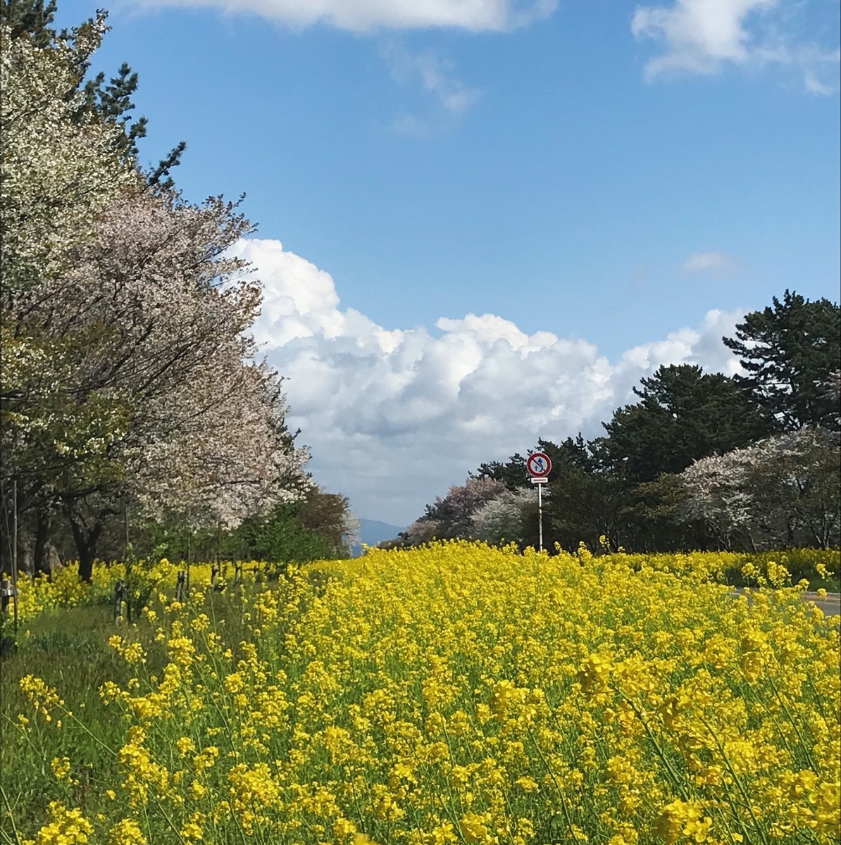 f:id:asacafe:20190520095558j:plain f:id:asacafe:20190520095558j:plain