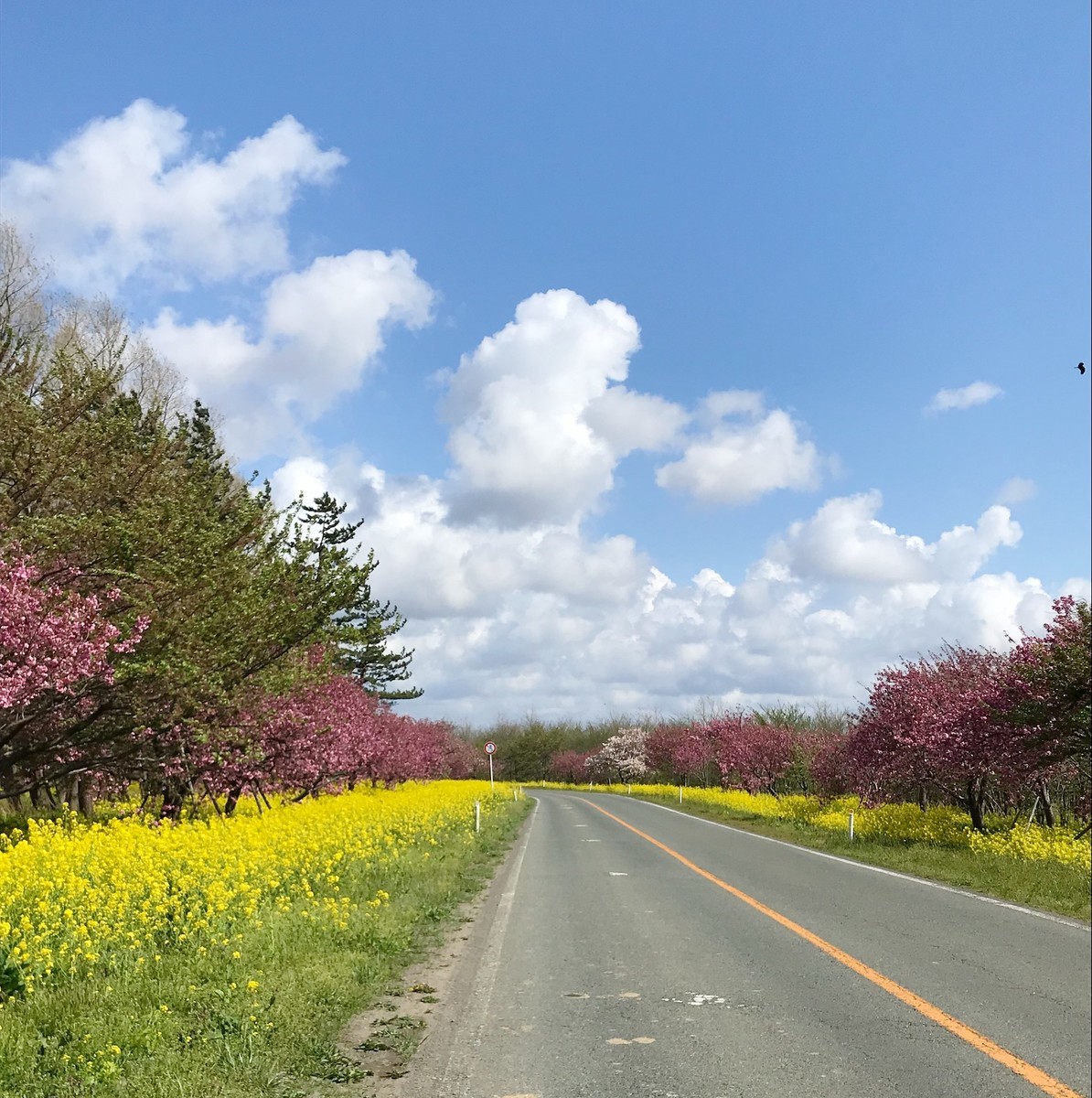 f:id:asacafe:20190520095701j:plain f:id:asacafe:20190520095701j:plain