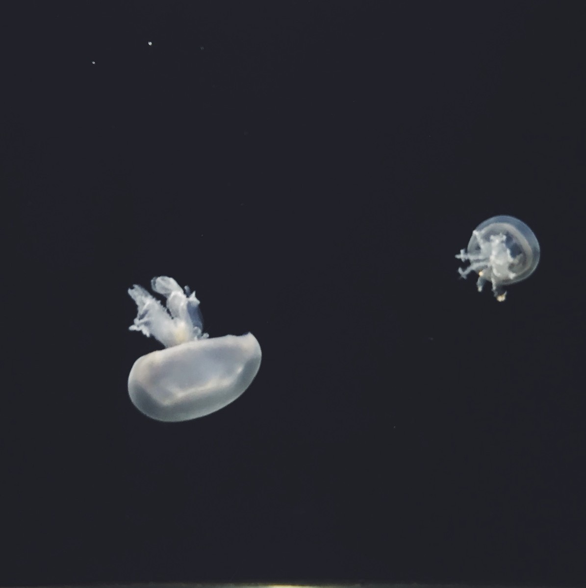 f:id:asacafe:20190525103031j:plain f:id:asacafe:20190525103031j:plain