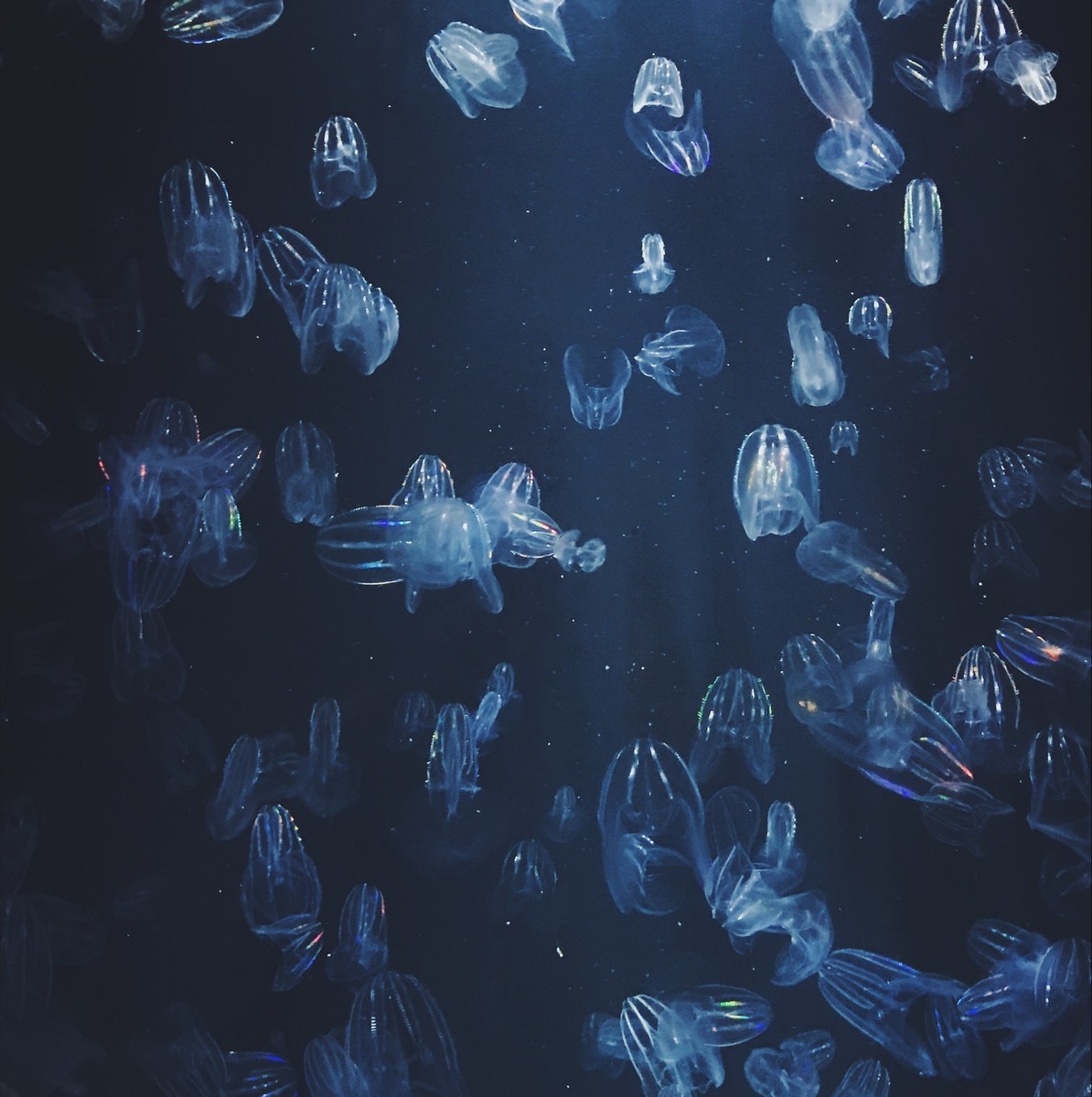f:id:asacafe:20190525103111j:plain f:id:asacafe:20190525103111j:plain