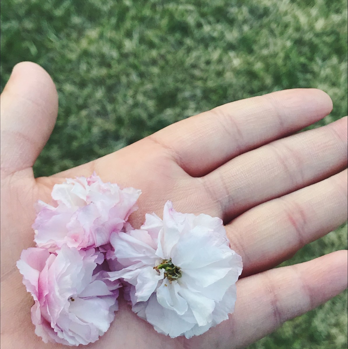 f:id:asacafe:20190527111005j:plain f:id:asacafe:20190527111005j:plain