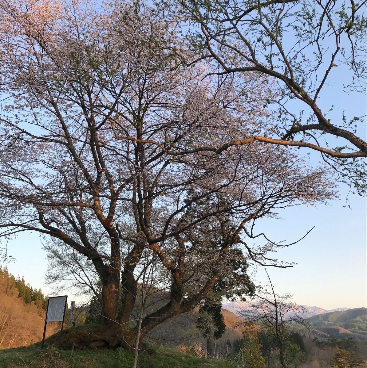 f:id:asacafe:20190527113527j:plain f:id:asacafe:20190527113527j:plain