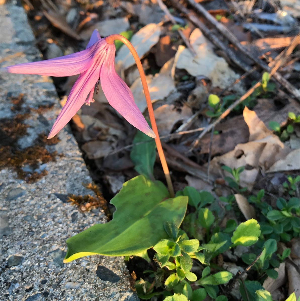 f:id:asacafe:20190527113548j:plain f:id:asacafe:20190527113548j:plain
