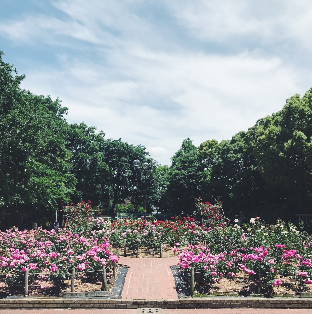 f:id:asacafe:20190529093921j:plain f:id:asacafe:20190529093921j:plain