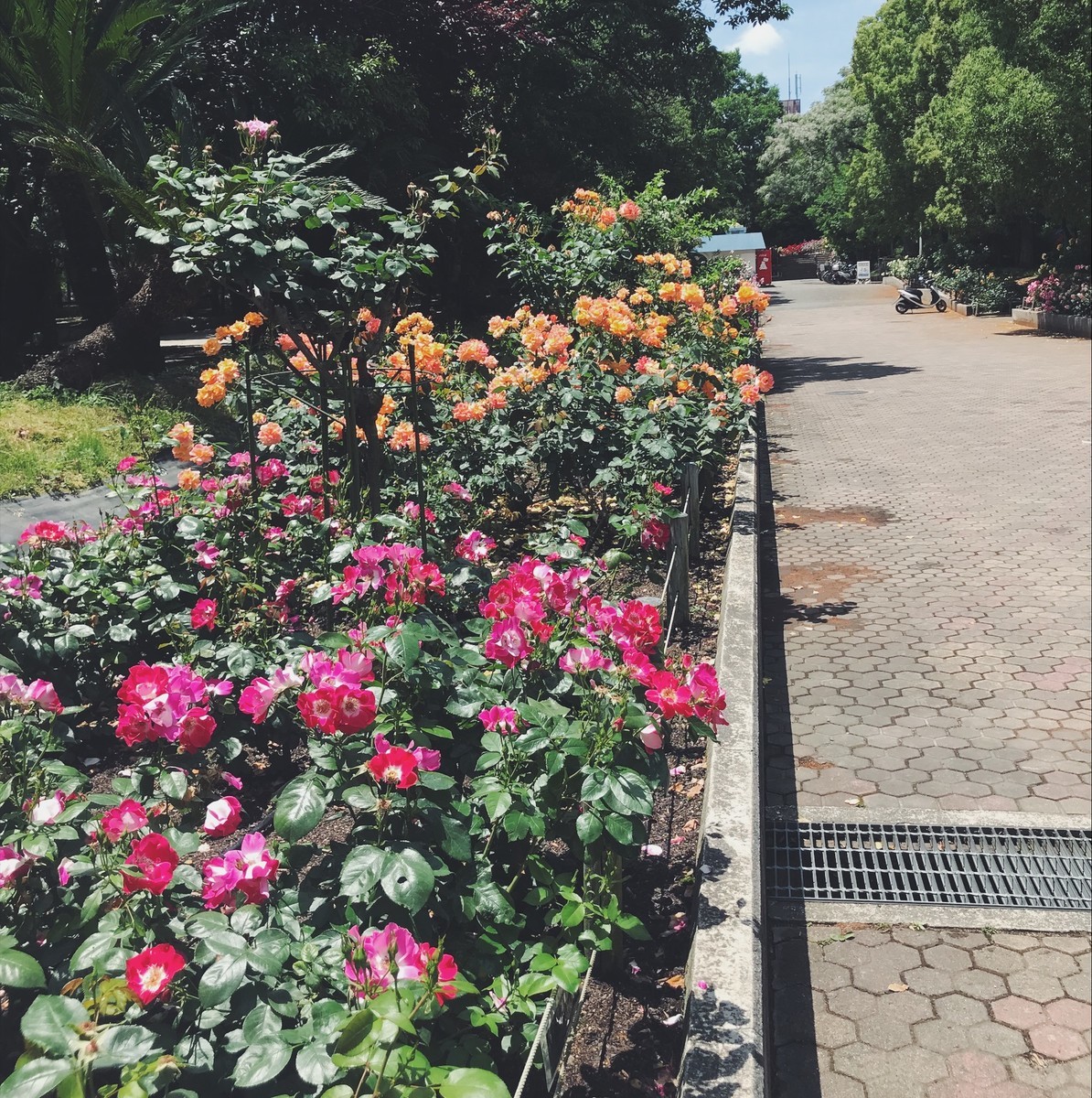 f:id:asacafe:20190529094012j:plain f:id:asacafe:20190529094012j:plain