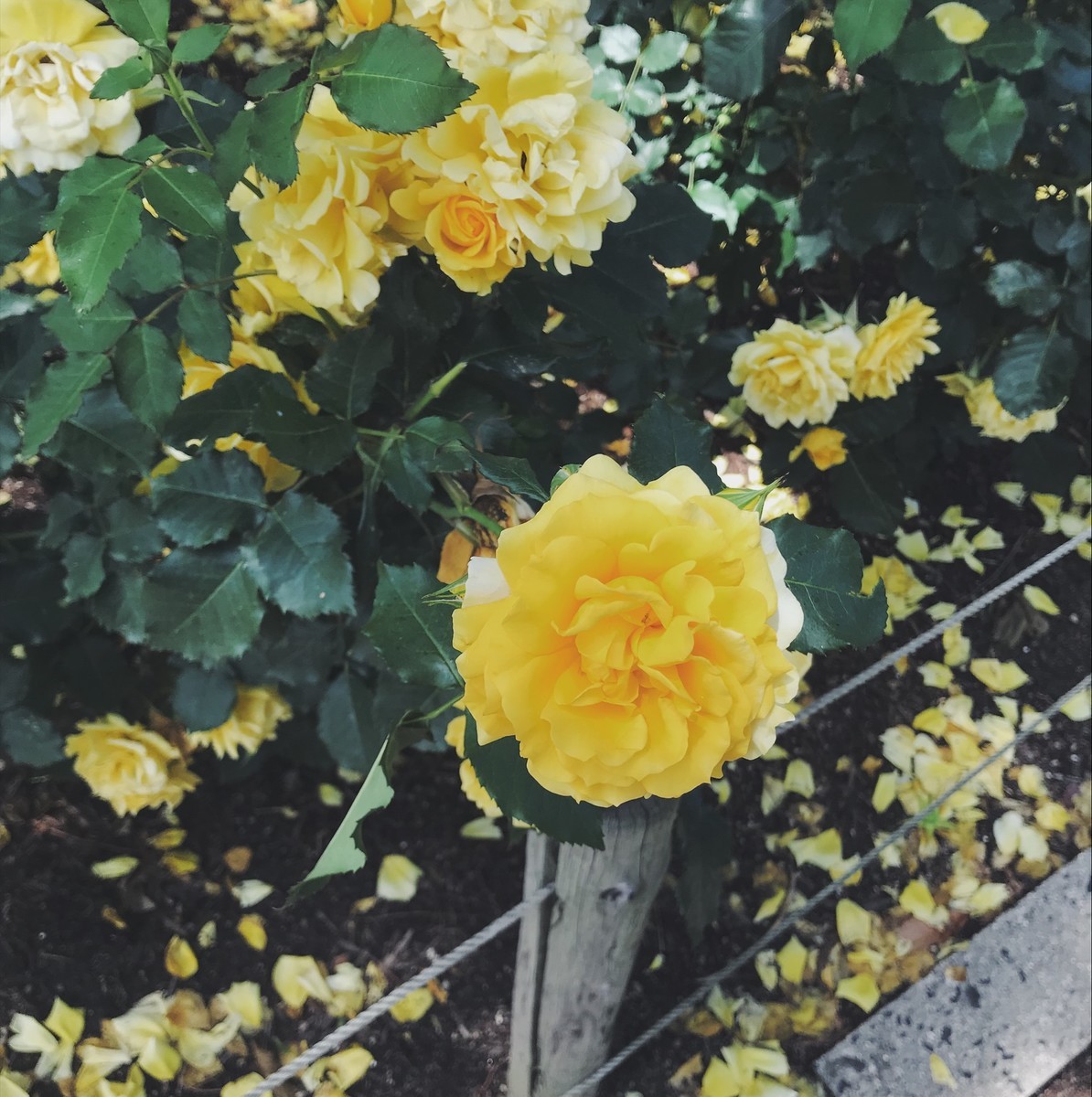 f:id:asacafe:20190529094030j:plain f:id:asacafe:20190529094030j:plain