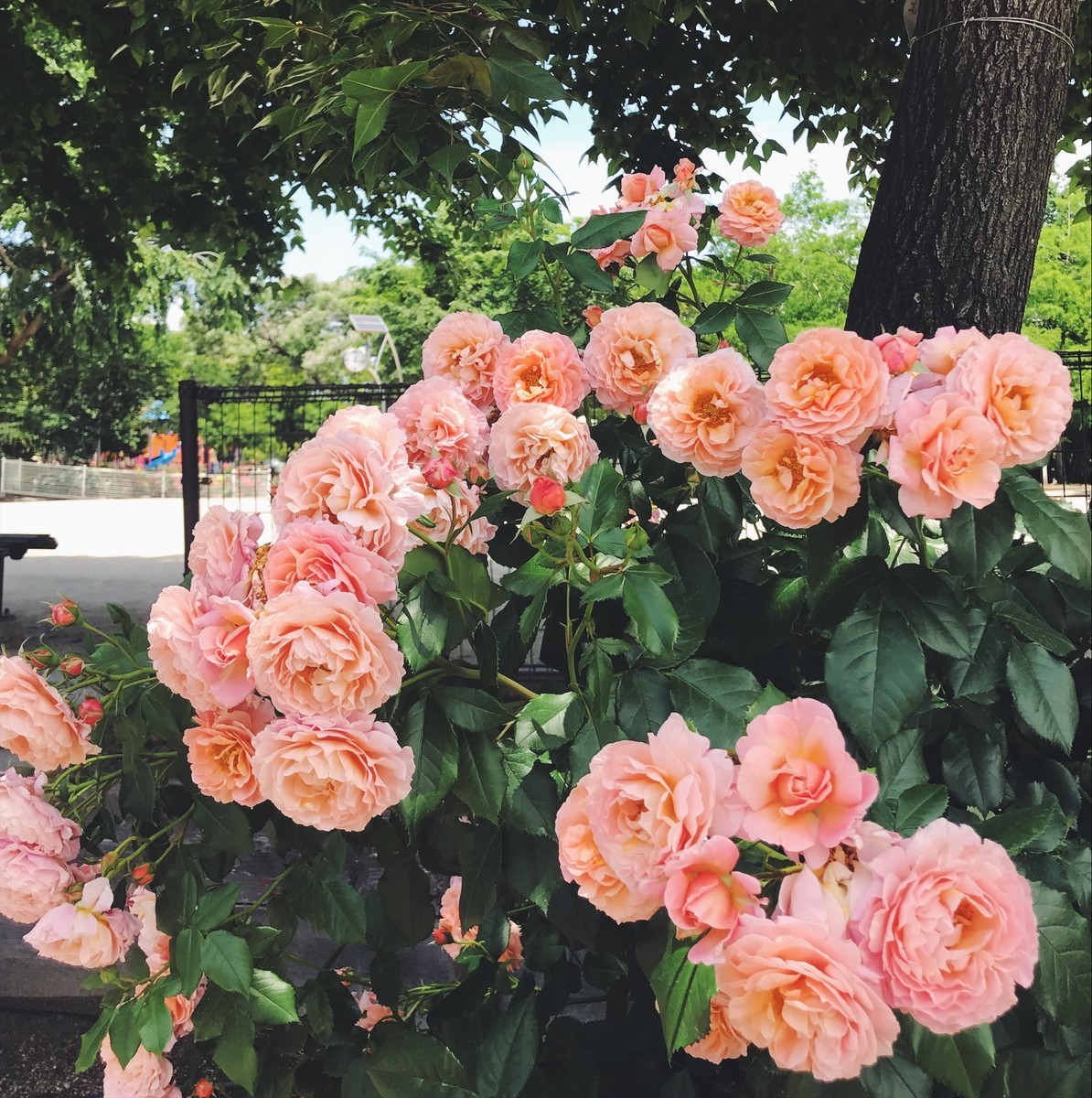 f:id:asacafe:20190529094104j:plain f:id:asacafe:20190529094104j:plain
