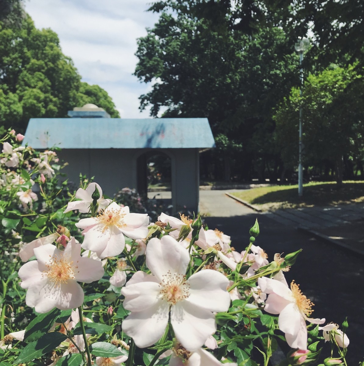 f:id:asacafe:20190529094130j:plain f:id:asacafe:20190529094130j:plain