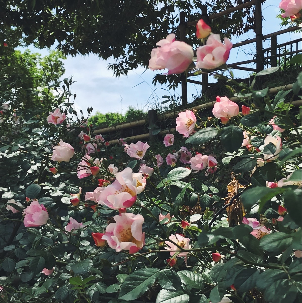 f:id:asacafe:20190529094218j:plain f:id:asacafe:20190529094218j:plain