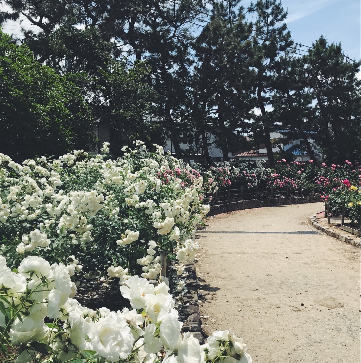 f:id:asacafe:20190529094255j:plain f:id:asacafe:20190529094255j:plain