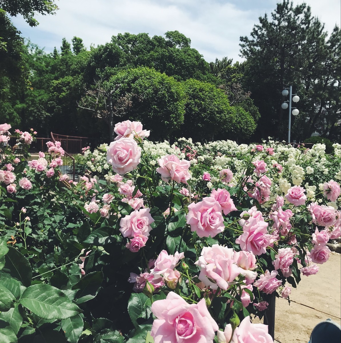 f:id:asacafe:20190529094434j:plain f:id:asacafe:20190529094434j:plain