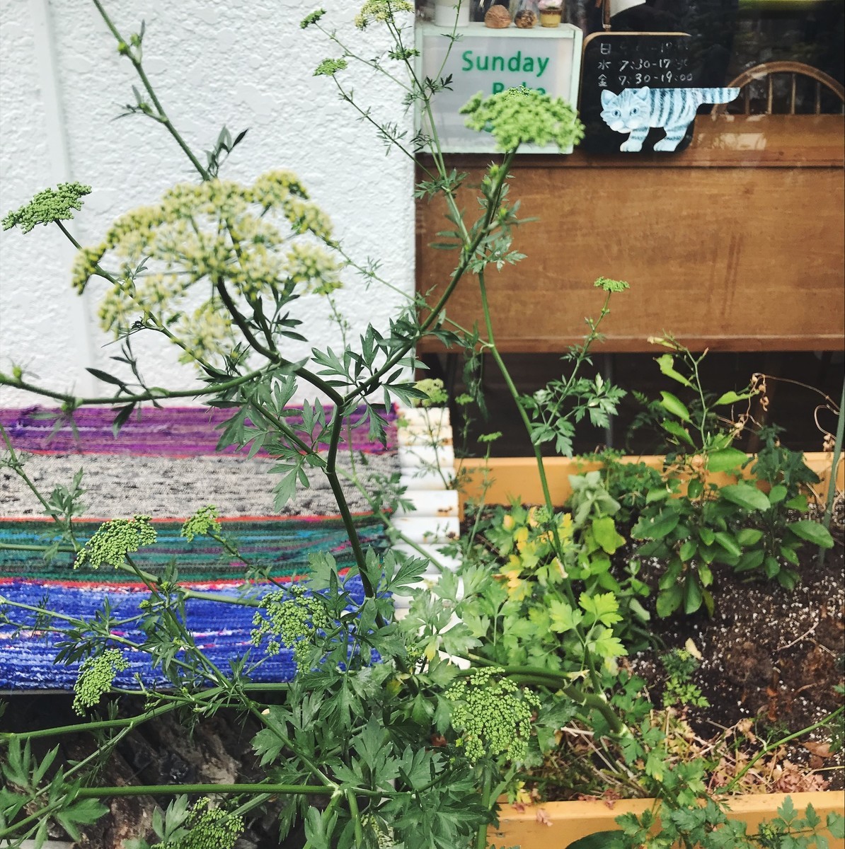 f:id:asacafe:20190607042637j:plain f:id:asacafe:20190607042637j:plain