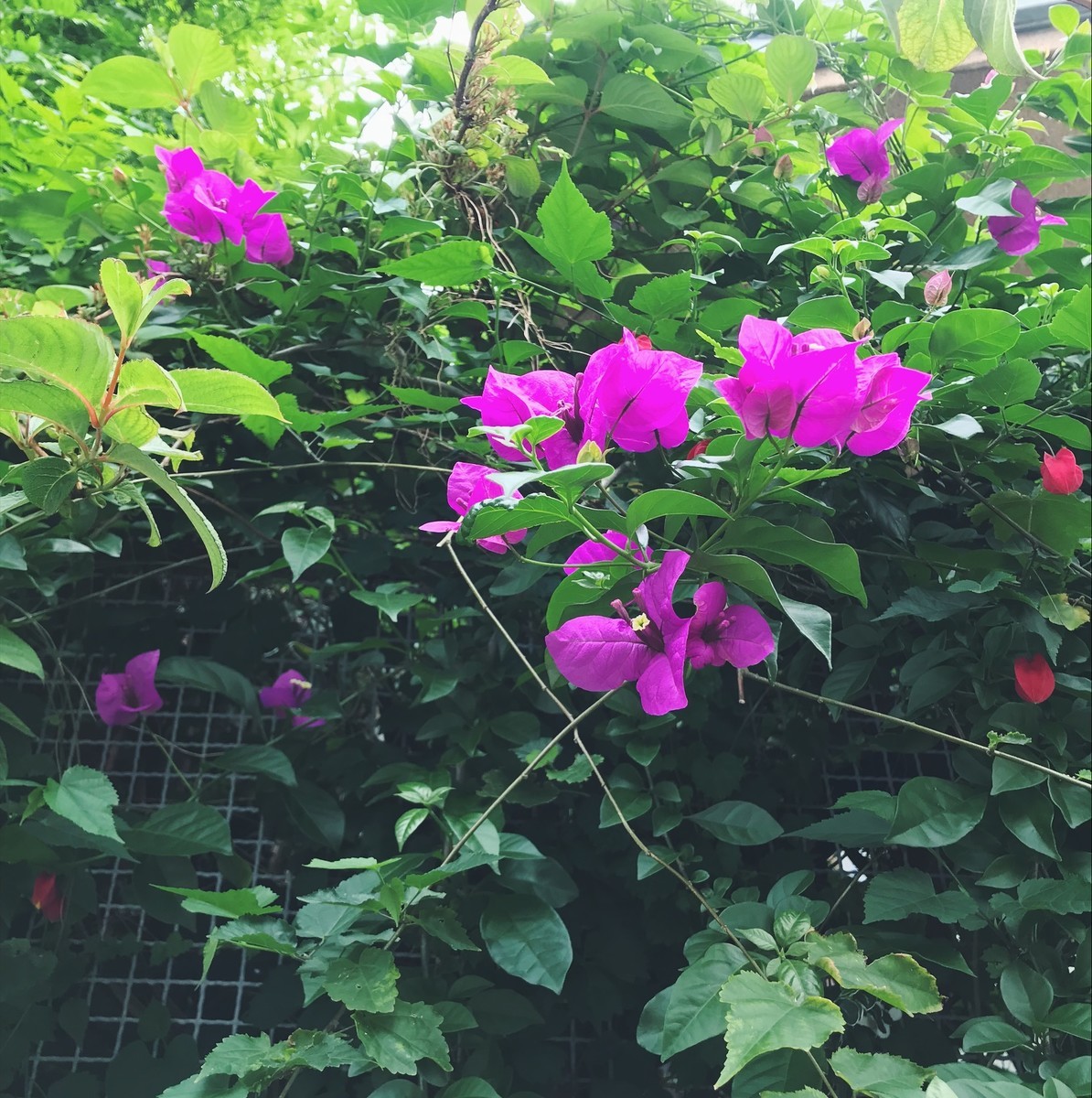 f:id:asacafe:20190612063317j:plain f:id:asacafe:20190612063317j:plain