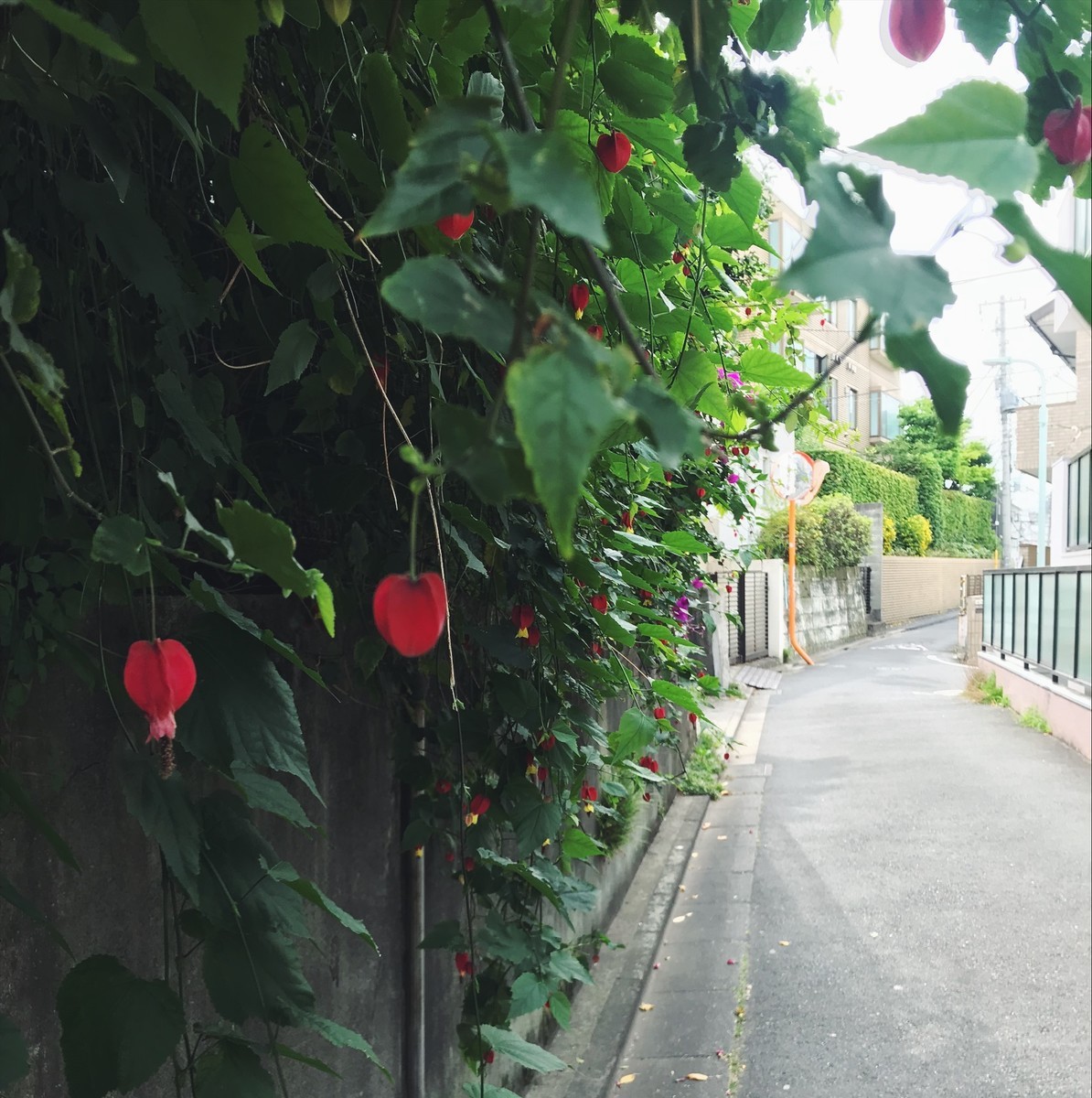 f:id:asacafe:20190612063344j:plain f:id:asacafe:20190612063344j:plain