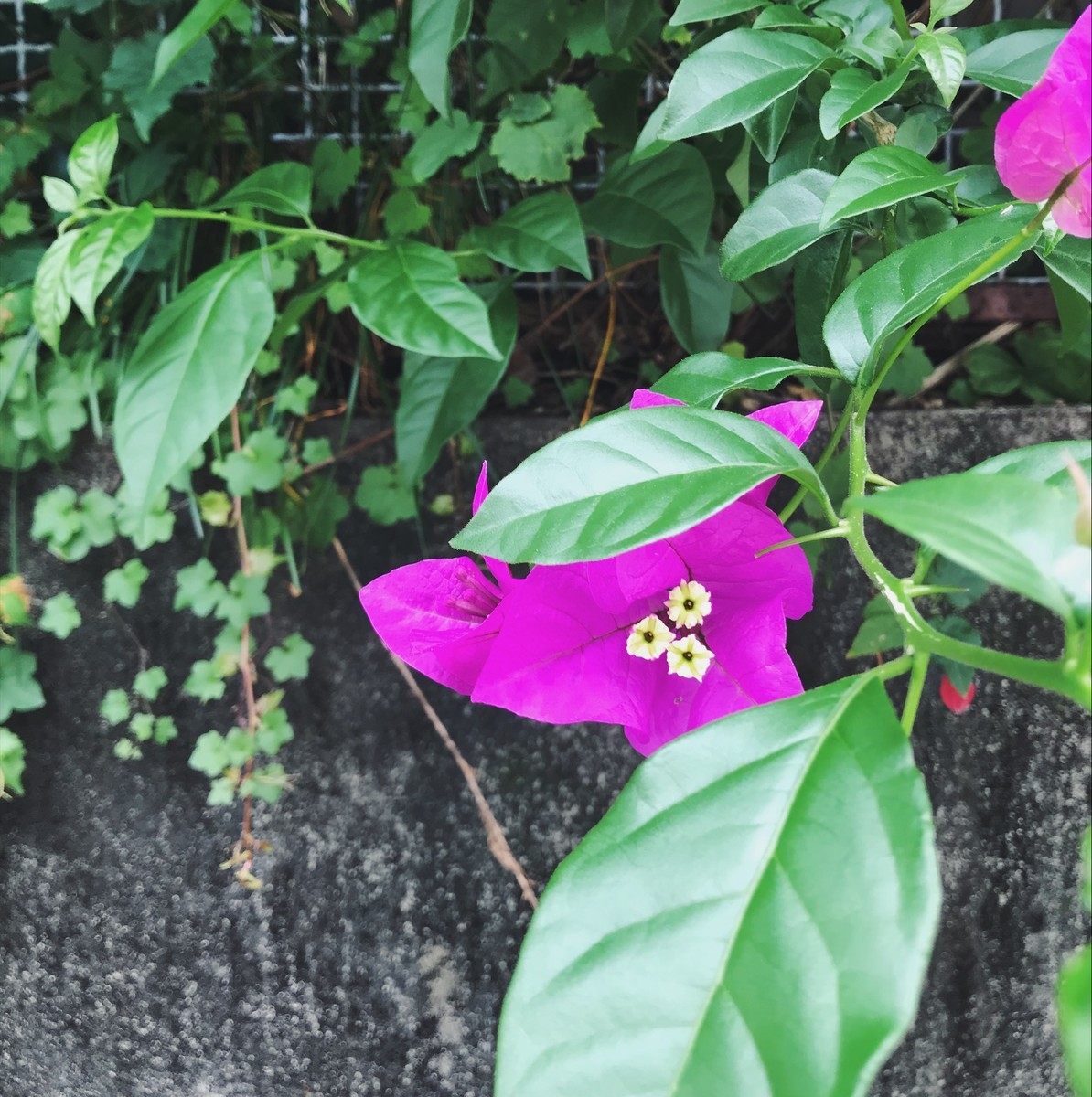 f:id:asacafe:20190612063415j:plain f:id:asacafe:20190612063415j:plain