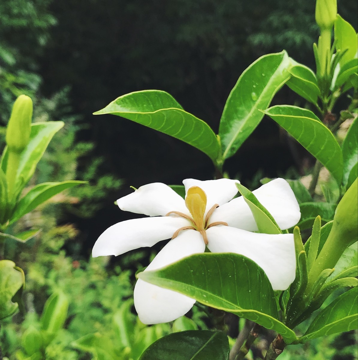 f:id:asacafe:20190614030753j:plain f:id:asacafe:20190614030753j:plain