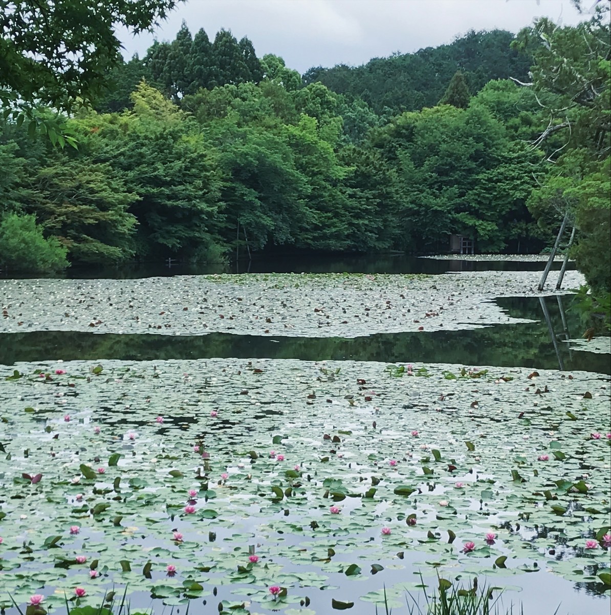 f:id:asacafe:20190614030817j:plain f:id:asacafe:20190614030817j:plain